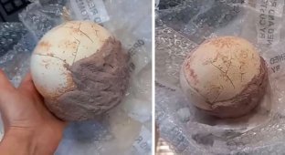 Итальянские таможенники конфисковали яйцо динозавра возрастом 159 миллионов лет (5 фото)