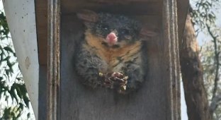 Поссум решил поселиться в птичьем скворечнике и застрял там (5 фото)
