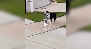Женщина показала соседскую собаку, которая выгуливает сама себя без хозяина