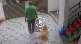 Пес притворился, что у него болит лапа, чтобы хозяин его погладил