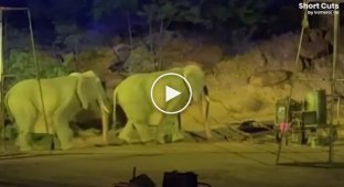 Visitors to a Chinese park discovered that the "elephants" were actually people in suits