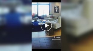 Funny reaction of pets to a bear