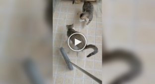Коти заважають господині підмітати