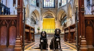 Labradors were taken to serve in Tewkesbury Abbey (9 photos)