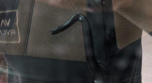 Жінка потоваришувала з отруйною змією, яка заповзла до її машини (3 фото + 1 відео)