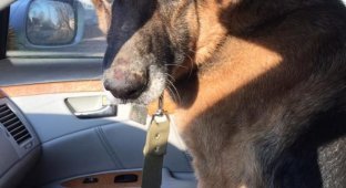 There was a shepherd dog walking among the cars on the highway (5 photos)