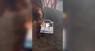 The cat independently launched the game on the tablet