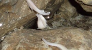 Троглобионты: самые необычные обитатели пещер, каких вы даже не могли себе представить (10 фото)