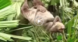 Лінивці - тварини з найпотужнішим пресом у природі
