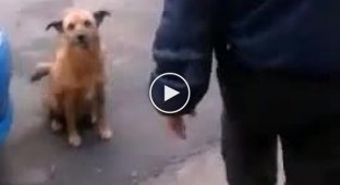 Обыск собаки