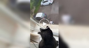 A cat saw its owner stroking another