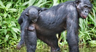 Заповедник Lola ya Bonobo в Конго (19 фото)
