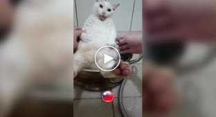 Cooking soup with a cat