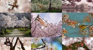 Cherry blossoms (12 photos)