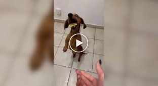 Eat a lemon: the dachshund has learned the taste of betrayal