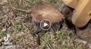 The most enjoyable thing about removing tree stumps
