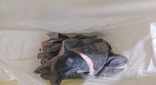 Brazil seizes the largest illegal shipment of shark fins (3 photos)