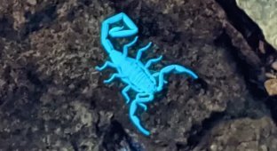 Светящийся скорпион (7 фото)