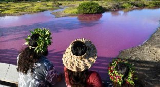 A pond in Hawaii turned bright pink (5 photos + 1 video)