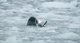 Драматичная погоня морского леопарда за пингвином