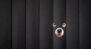 Британец создал городскую достопримечательность, просто просверлив дырки для собак в своем заборе (6 фото)