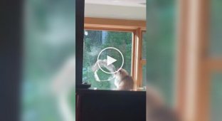 Кот стал свидетелем беличьего фиаско