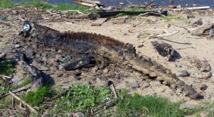 Истлевшие останки загадочного морского монстра шокировали любителей пляжного отдыха (5 фото)