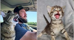 15 photos of cats and cats who urgently wanted to speak out (16 photos)