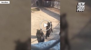 Ведмідь із китайського зоопарку зловив хвилину слави