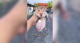 Китайские бамбуковые крысы