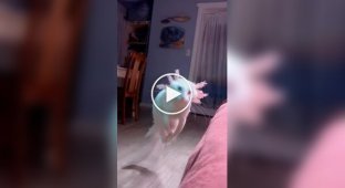 Neural network showed a cross between a cat and an axolotl