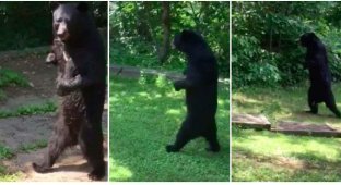 Охотник застрелил любимца публики, прямоходящего медведя (4 фото + 1 видео)