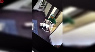 Когда встреча с другой собакой превращается в борьбу за жизнь