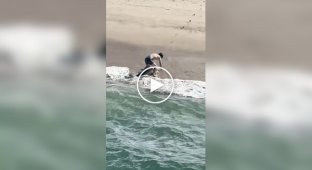 Рыбак помог акуле, запутавшейся в леске, вернуться на глубину