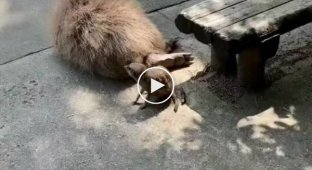 Meerkats bully capybaras