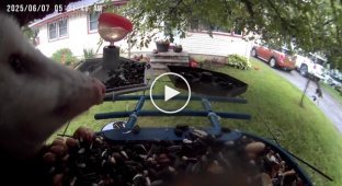 A camera installed in a feeder for birds, filmed an unexpected guest