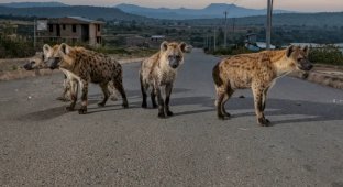 5 фактов, которые меняют представление о гиенах (16 фото)