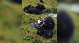 Little fur seal trying to sleep