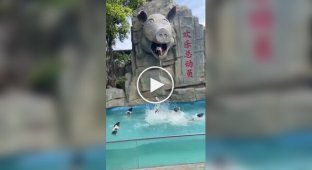 У китайському зоопарку у свиней є басейн з вишкою