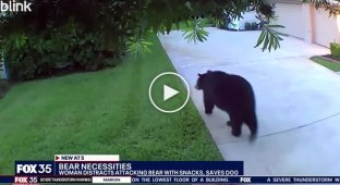 A woman from Florida and her dog escaped from a bear thanks to a bag of cookies