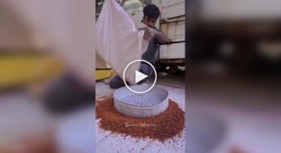 Шеллак в Индии: древняя смола с вечной ценностью