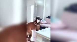 Бельгійські малинуа в дії