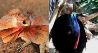 12 Amazing Animals That Exist Today That Still Have Dinosaur Traits (13 Photos)