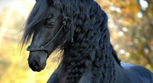 The most beautiful horse in the world is the black stallion Frederick the Great (12 photos + 1 video)