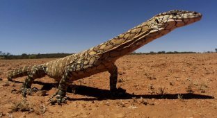 Гигантский варан: Опасный и агрессивный хищник, который не даёт австралийской фауне окончательно загнуться (9 фото)