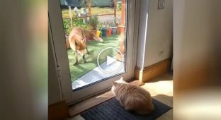 Domestic cat scared the hell out of a fox