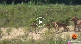 Буйвол отправил в полет львёнка на глазах у изумленных туристов