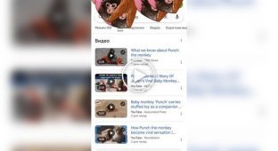 Google launched a special search animation in honor of Punch the monkey