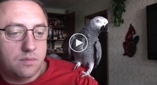 Parrot Gregory talks to his owner and laughs