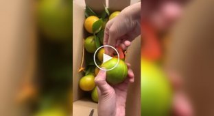 Інструмент для очищення шкірки цитрусових